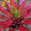 xAndrolaechmea 'Sampson' | Bromeliad Paradise