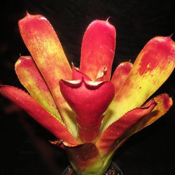 xHoehenmea (Ae. chantnii 'Pink Goddess' x Ho. castellanosii) | Bromeliad Paradise