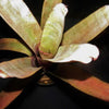 xNeomea 'Cerci' | Bromeliad Paradise