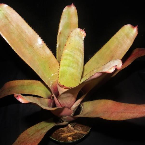 xNeomea 'Cerci' | Bromeliad Paradise