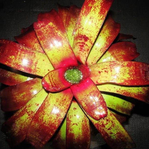 xNiduregelia (Nid. 'Skotak's Rojo' X Neo. 'Blood Plum') | Bromeliad Paradise