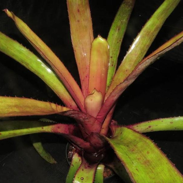 xPortmea (Ae. 'Malva' x Portea petropoliatana) | Bromeliad Paradise